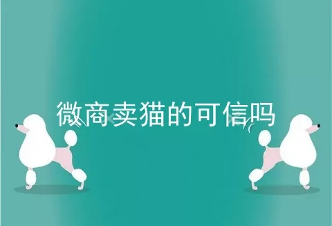 微商卖猫的可信吗