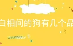 黑白相间的狗有几个品种