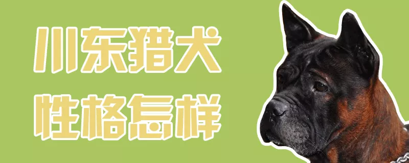 川东猎犬性格怎样