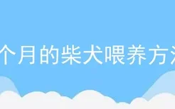 6个月的柴犬喂养方法