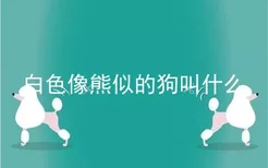 白色像熊似的狗叫什么