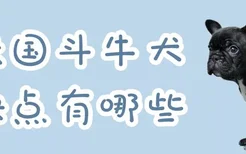 法国斗牛犬缺点有哪些