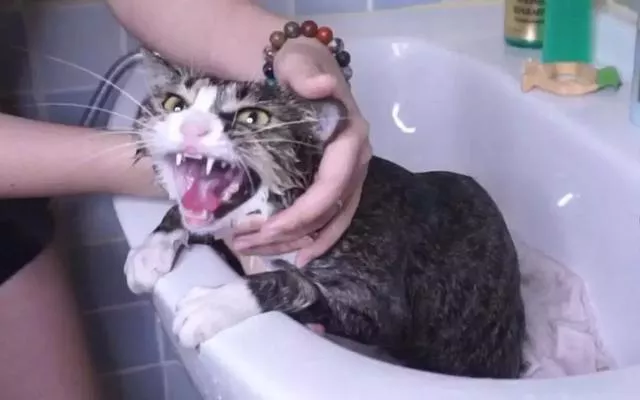 给猫猫洗澡注意什么(给猫洗澡要注意事项)