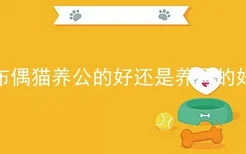 布偶猫养公的好还是养母的好