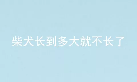 柴犬长到多大就不长了