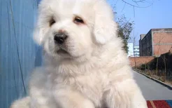 白色拉布拉多犬照片