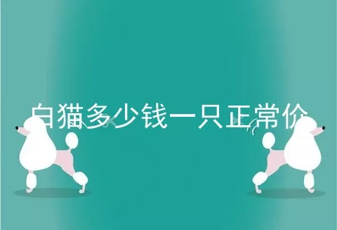 白猫多少钱一只正常价