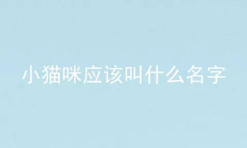 小猫咪应该叫什么名字