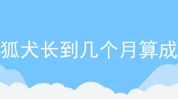 银狐犬长到几个月算成年