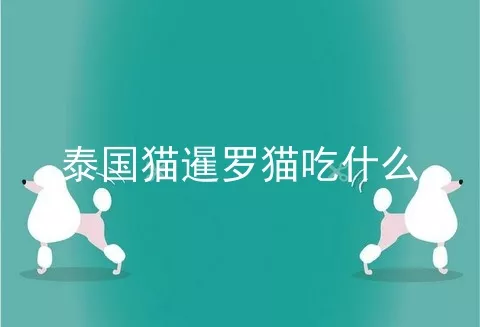 泰国猫暹罗猫吃什么