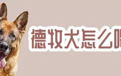 德牧犬怎么喂养