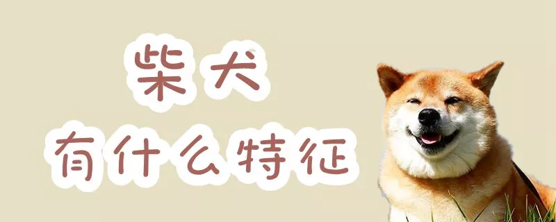 柴犬有什么特征