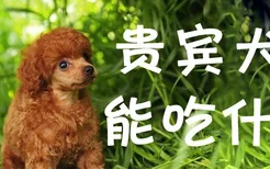 贵宾犬能吃什么