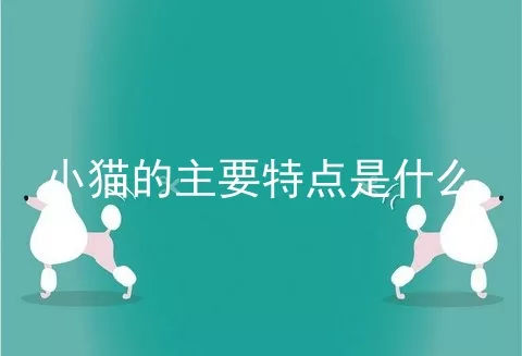 小猫的主要特点是什么