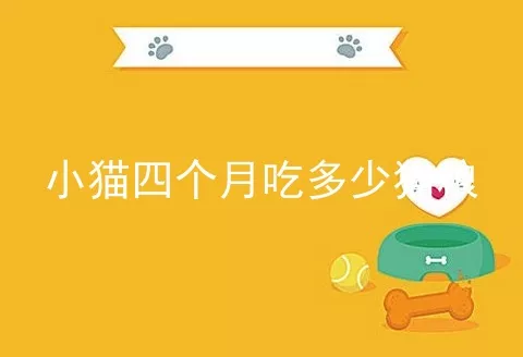 小猫四个月吃多少猫粮