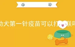 幼犬第一针疫苗可以打四联吗