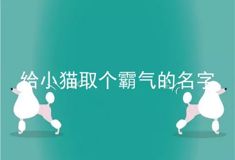 给小猫取个霸气的名字