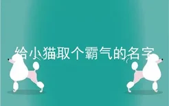 给小猫取个霸气的名字