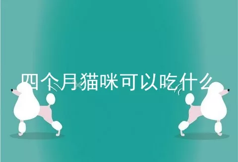 四个月猫咪可以吃什么