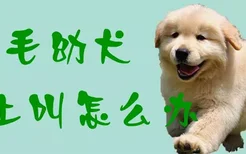 金毛幼犬晚上叫怎么办