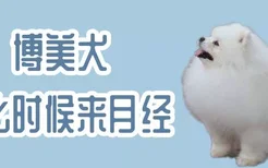 博美犬什么时候来月经