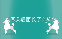 狗耳朵后面长了个软包