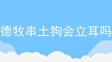 德牧串土狗会立耳吗