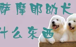 萨摩耶幼犬吃什么东西