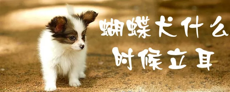 蝴蝶犬什么时候立耳1