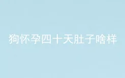 狗怀孕四十天肚子啥样