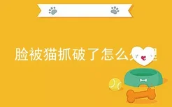 脸被猫抓破了怎么处理