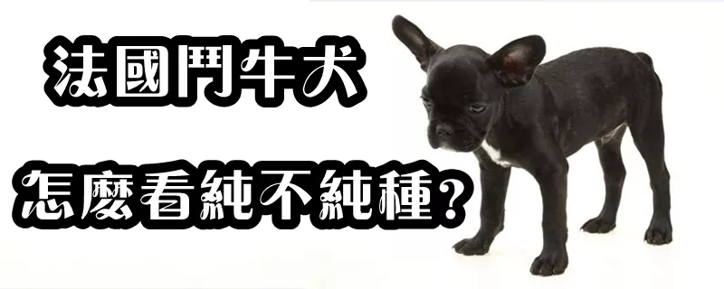 法国斗牛犬怎么看纯不纯种