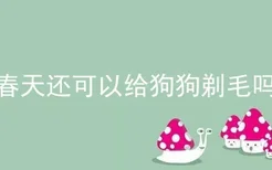 春天还可以给狗狗剃毛吗