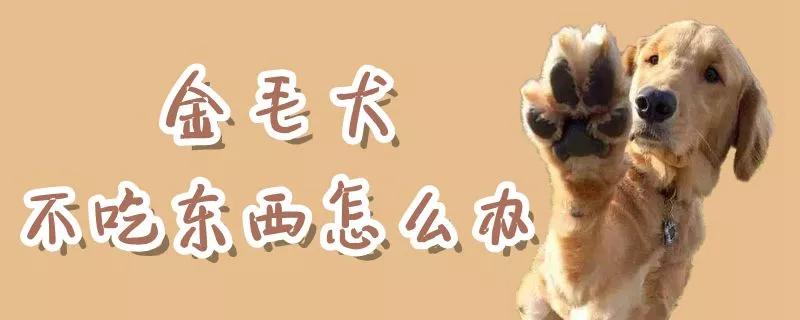 金毛犬不吃东西怎么办