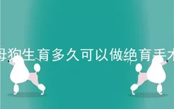 母狗生育多久可以做绝育手术