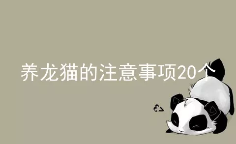 养龙猫的注意事项20个