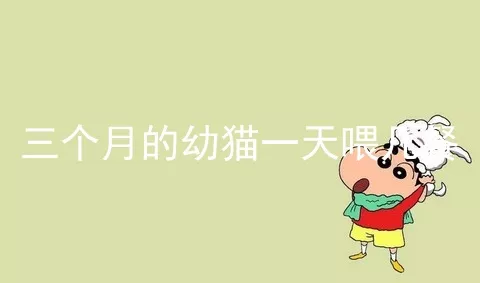 三个月的幼猫一天喂几餐