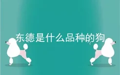 东德是什么品种的狗