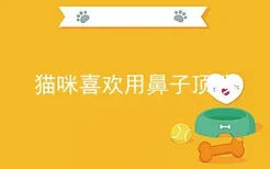 猫咪喜欢用鼻子顶我