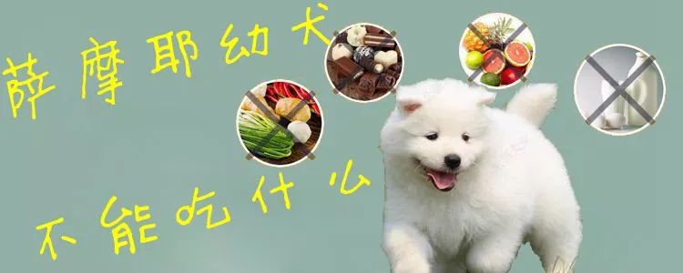 萨摩耶幼犬不能吃什么1