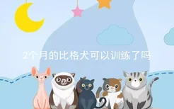 2个月的比格犬可以训练了吗