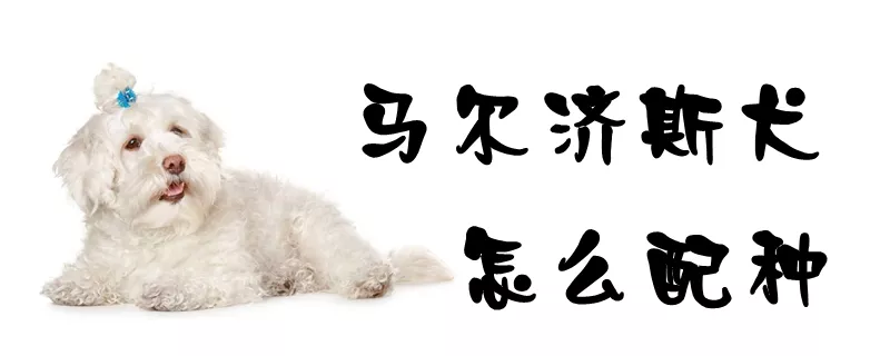 马尔济斯犬怎么配种