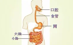 狗狗能吃水果蔬菜吗 这些东西对狗狗弊大于利