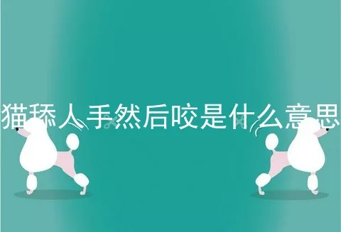 猫舔人手然后咬是什么意思