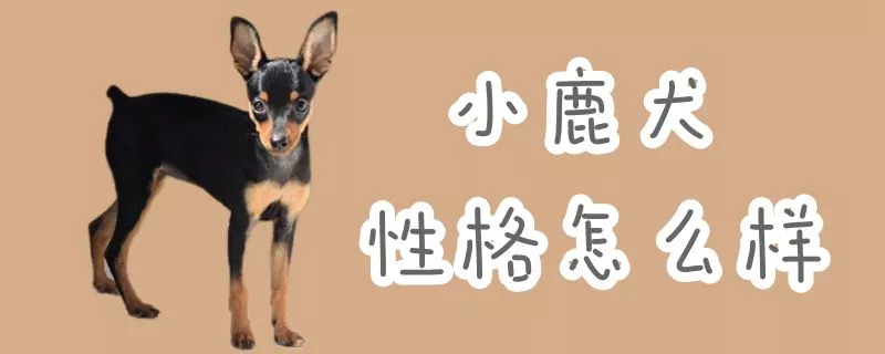 小鹿犬性格怎么样