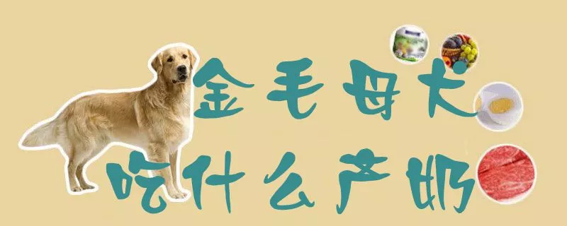 金毛母犬吃什么产奶1