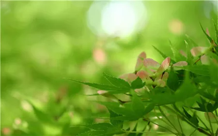 黄山菊花茶价格多少钱一斤