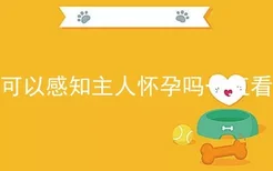 猫可以感知主人怀孕吗一直看着