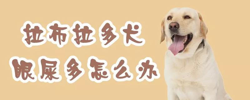 拉布拉多犬眼屎多怎么办