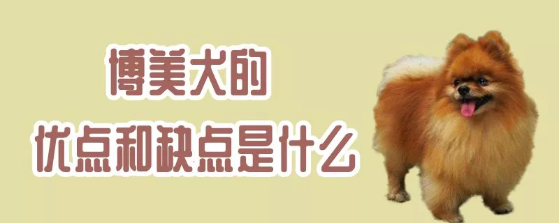 博美犬的优点和缺点是什么